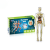Human Anatomy – Imparare e scoprire – Kit modello del corpo umano
