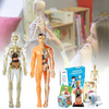 Human Anatomy – Imparare e scoprire – Kit modello del corpo umano