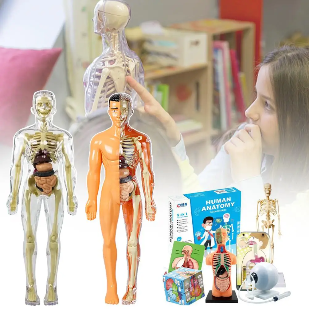 Human Anatomy – Imparare e scoprire – Kit modello del corpo umano