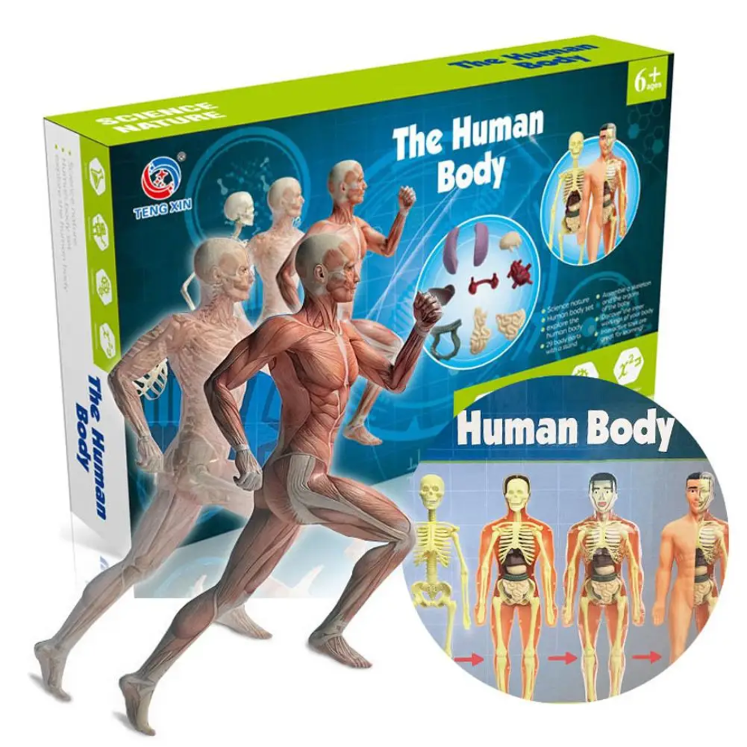 Human Anatomy – Imparare e scoprire – Kit modello del corpo umano