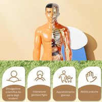 Thumbnail for Human Anatomy – Imparare e scoprire – Kit modello del corpo umano