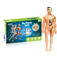Thumbnail for Human Anatomy – Imparare e scoprire – Kit modello del corpo umano