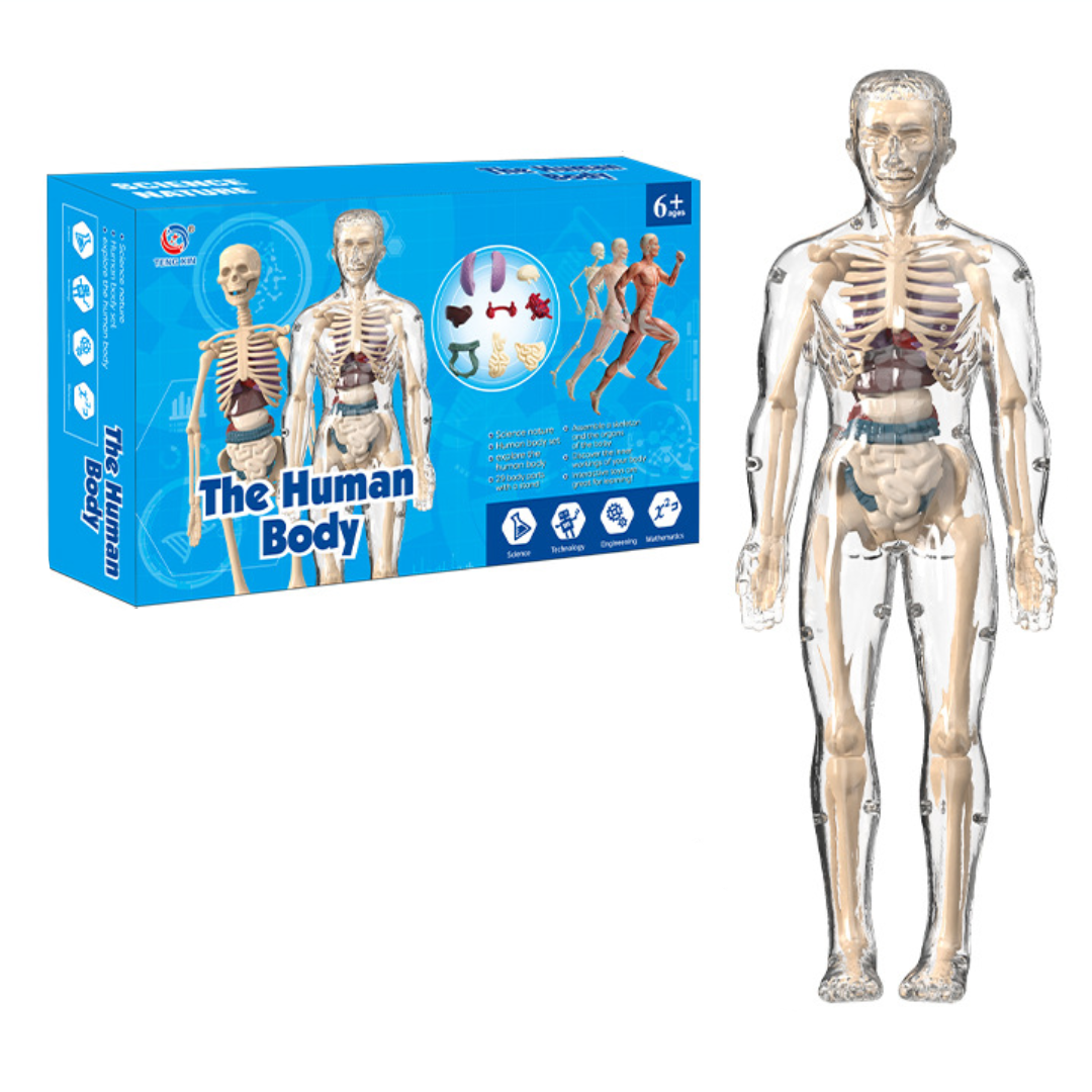 Human Anatomy – Imparare e scoprire – Kit modello del corpo umano