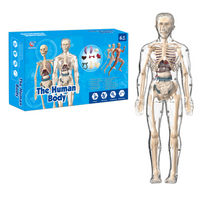 Thumbnail for Human Anatomy – Imparare e scoprire – Kit modello del corpo umano