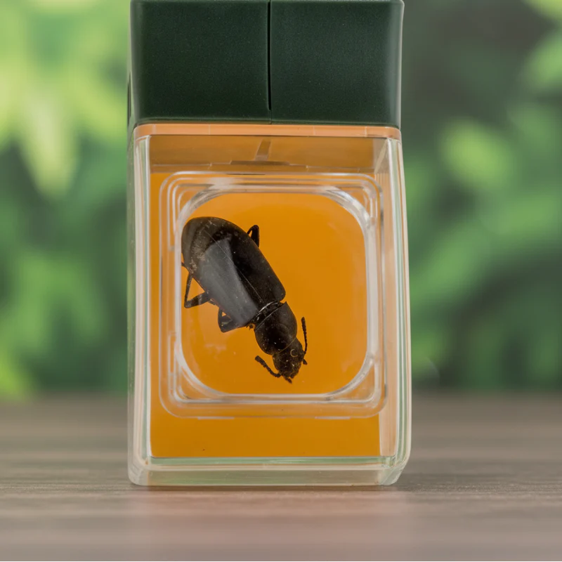 Bug Catcher with Magnifier – Da scoprire e istruttivo – Acchiappainsetti
