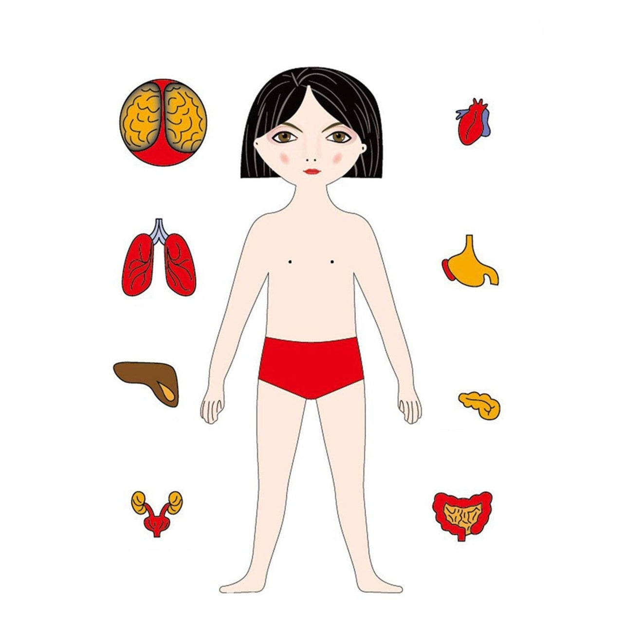 Woods™ - Esplora il corpo umano! - Puzzle educativo